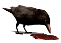 tiny crow wowowowowowow
